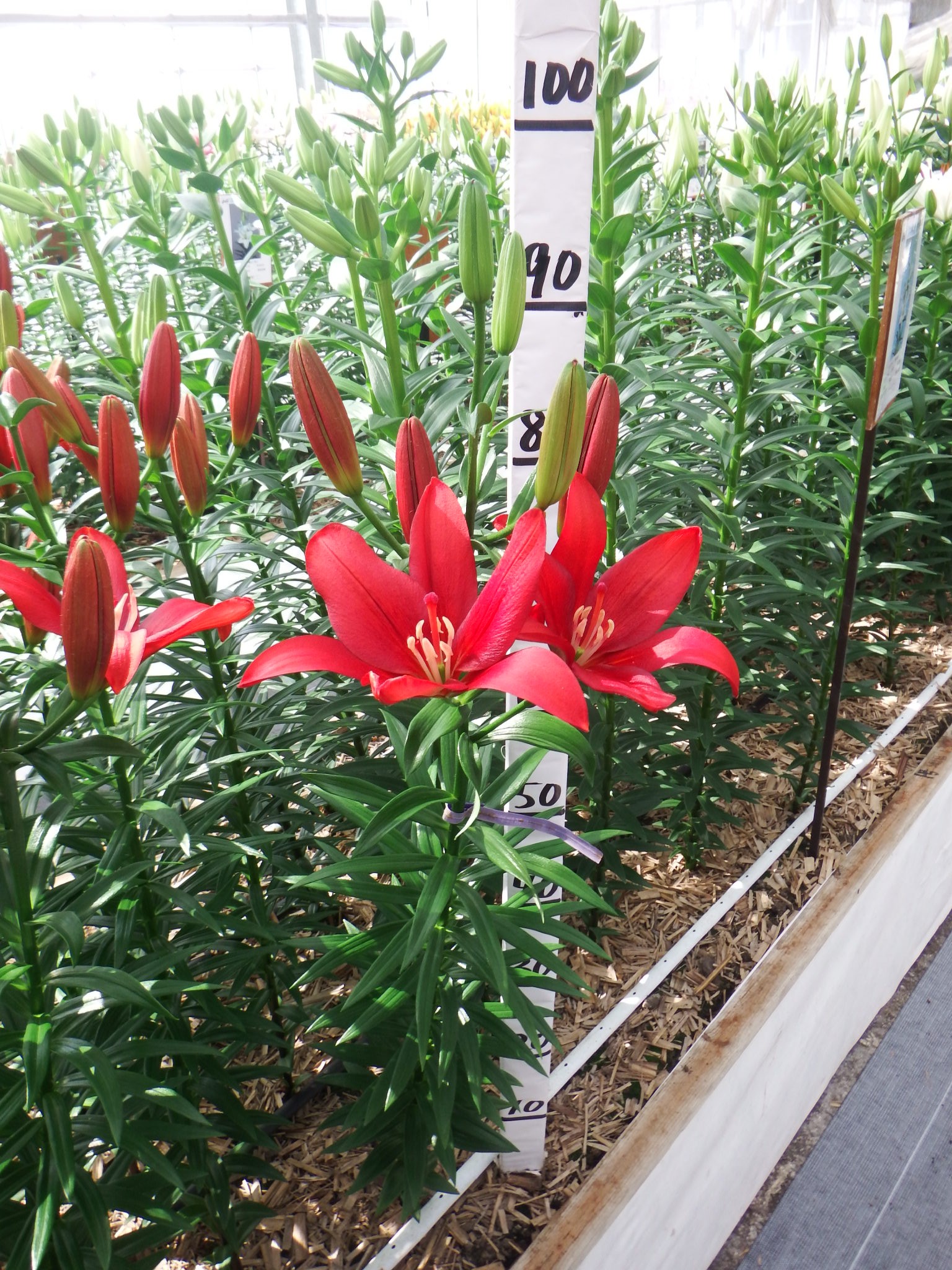 マッチメーカー(花粉無し)